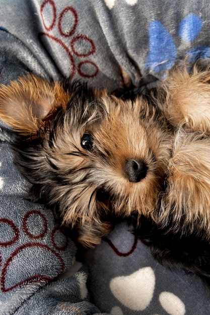 Top view of cute yorkshire terrier puppy resting in his bed