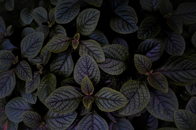 Free photo top view of dark purple leaves with a green margins