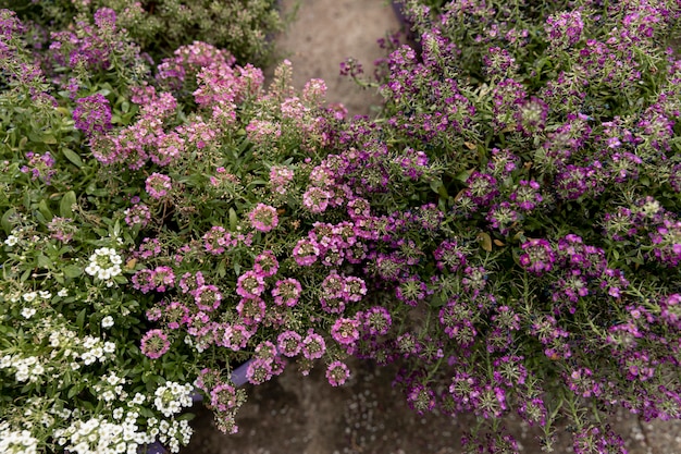 Free photo top view decoration with colorful flowers