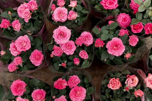 Top view decoration with pink peonies