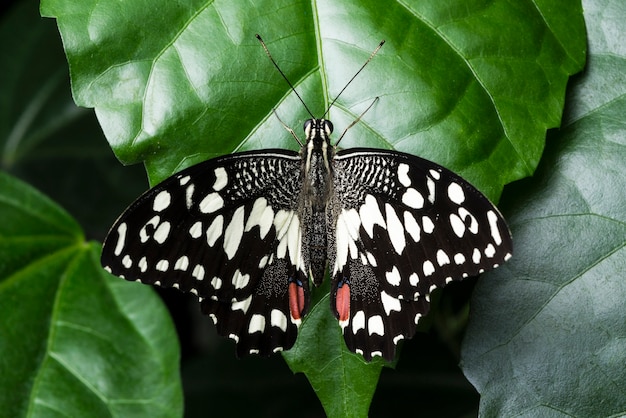 Top view detailed butterfly sitting on leaf