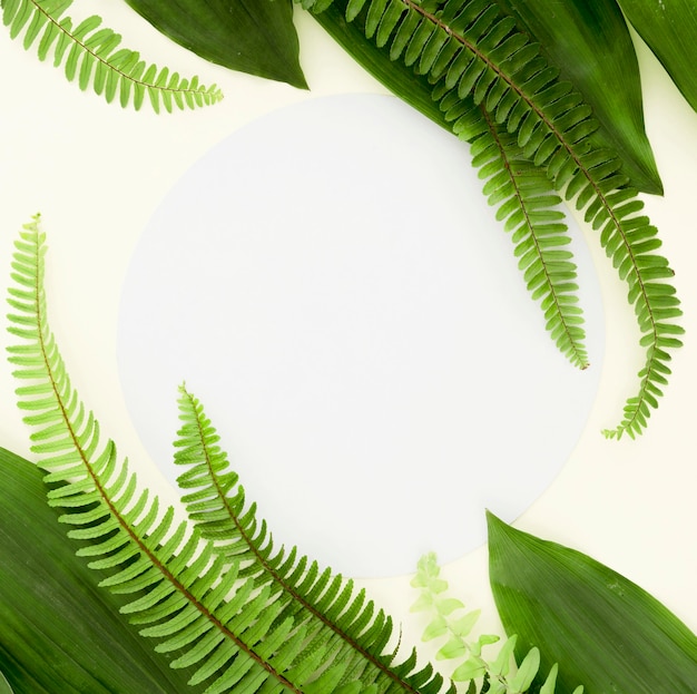 Free photo top view of different leaves and ferns with copy space