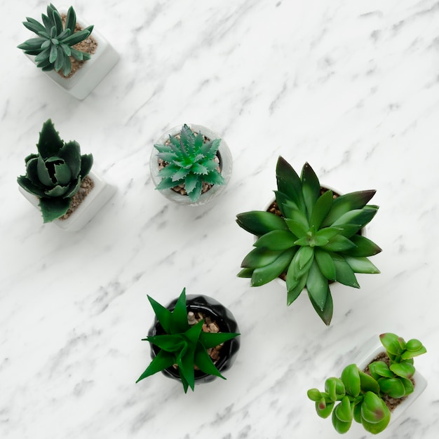 Top view of different plants on marble