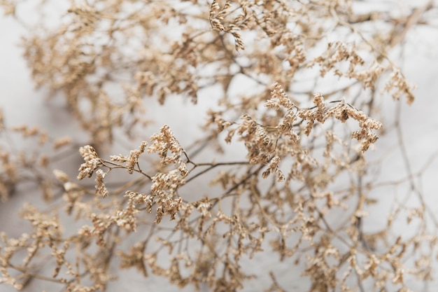 Free Photo top view dry leaves