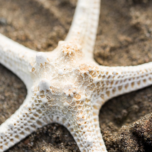 Free photo top view dry starfish on sand