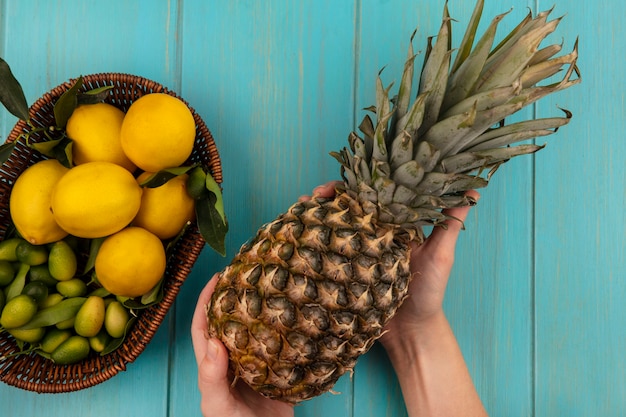 Top view of female hands holding fresh pineapple with fruits such as kinkans and lemons on a bucket on a blue wooden wall