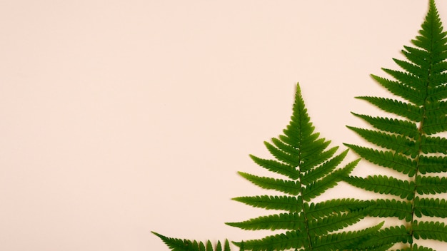 Top view of fern leaves with copy space