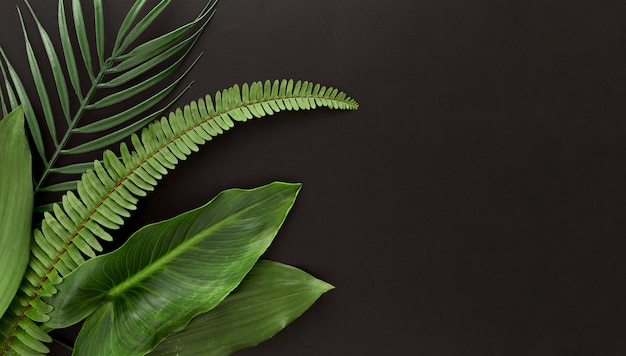 Free Photo top view of fern and multiple types of leaves