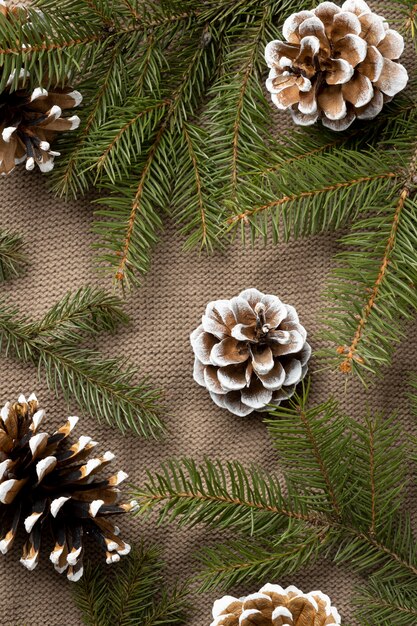 Top view fir tree branches and cones