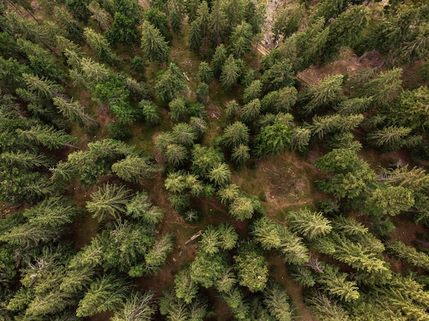 Top view of fir tree forest