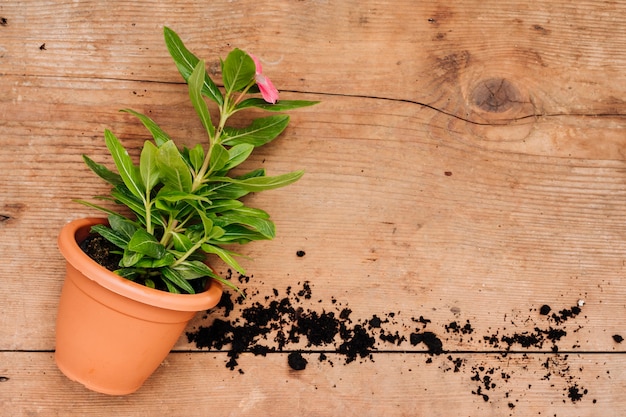 Top view flower pot laying on the table