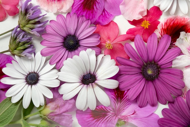 Top view flower press with white background