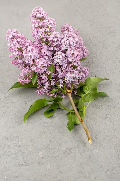 Free Photo top view flowers beautiful purple isolated on the grey