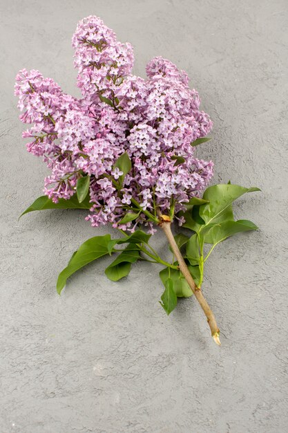 top view flowers beautiful purple isolated on the grey