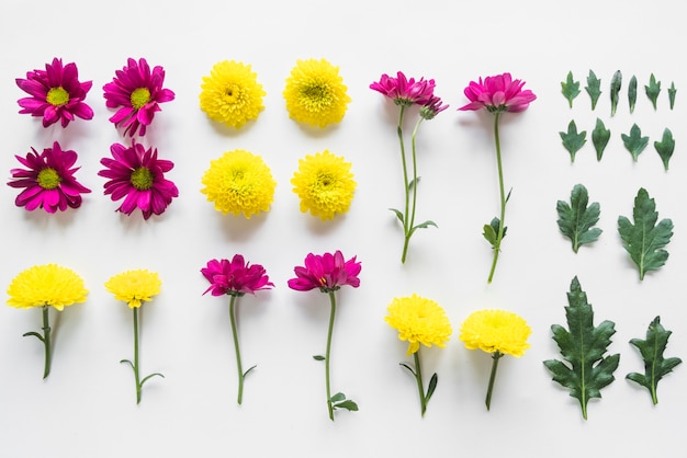 Free Photo top view of flowers and leaves