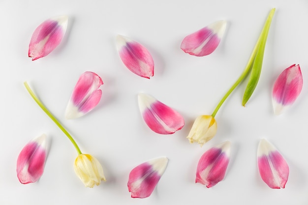 Top view flowers petals