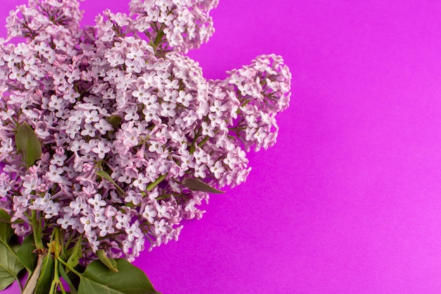 top view flowers purple beautiful isolated on the purple