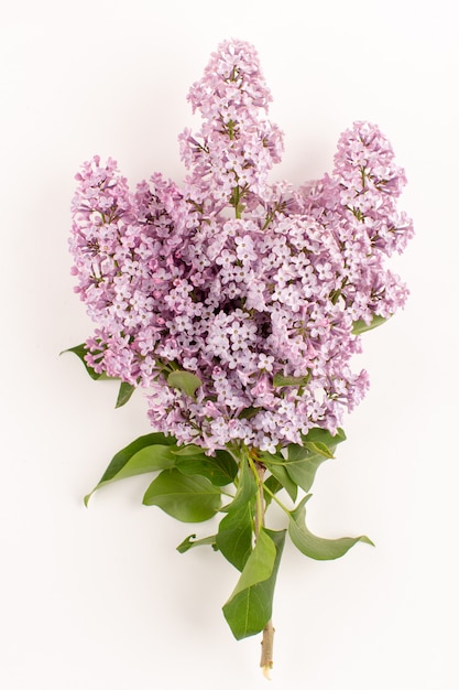 top view flowers purple beautiful isolated on the white floor