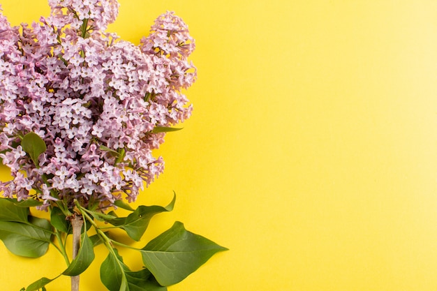 top view flowers purple beautiful isolated on the yellow background