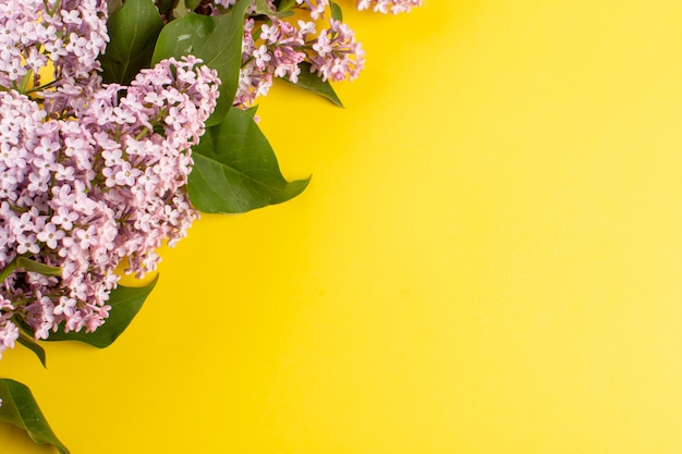 Free photo top view flowers purple beautiful on the yellow background