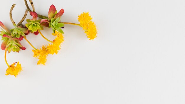 Top view flowers with copy space