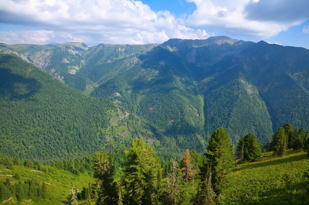 Top view of forest mountains