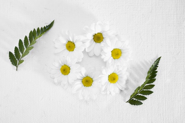 Top view frame made out of daisies and leafs