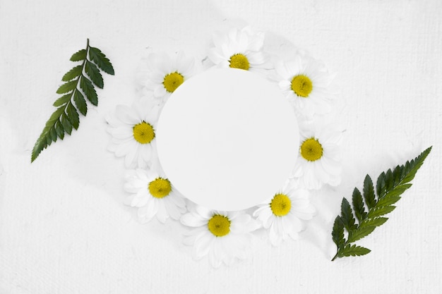 Free photo top view frame made out of daisies and leafs