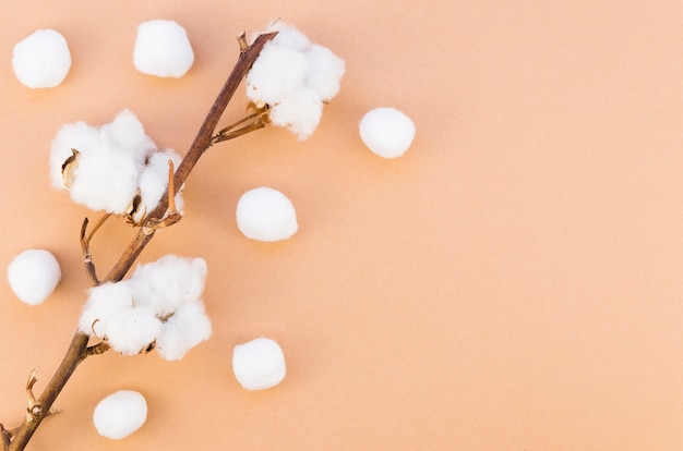 Top view frame with cotton flower on branch