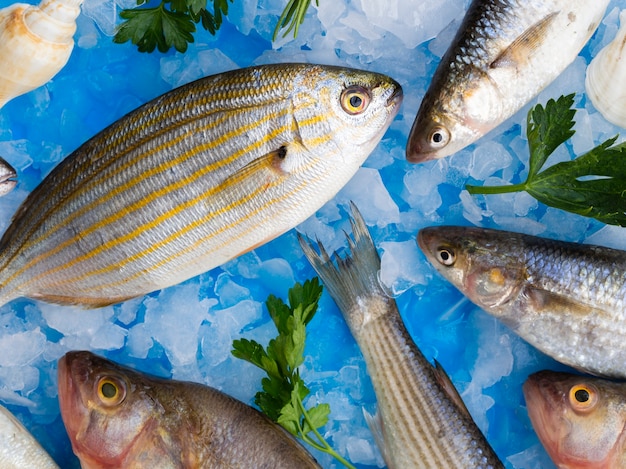 Free photo top view fresh fish on ice cubes with herbs