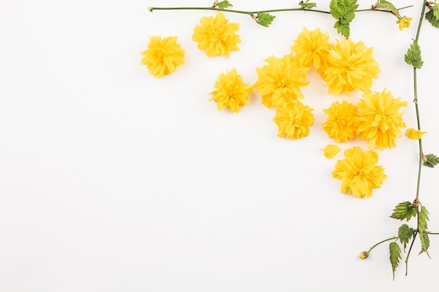 Top view of fresh flowers