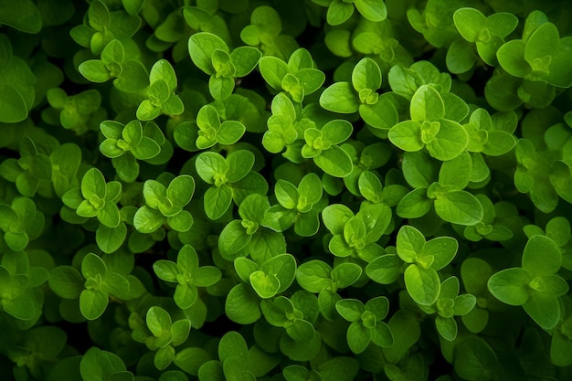 Free photo top view of fresh oregano plant