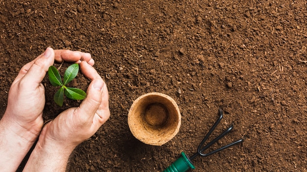 Top view of gardener planting