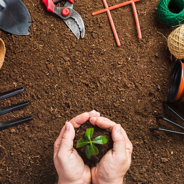 Free Photo top view of gardening tools and gardener planting