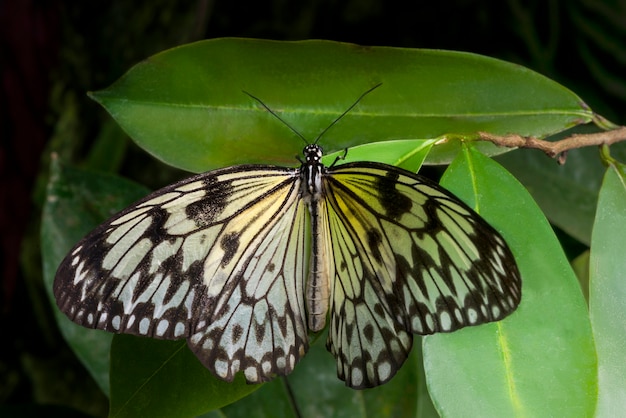 Free photo top view gentle butterfly on leaf