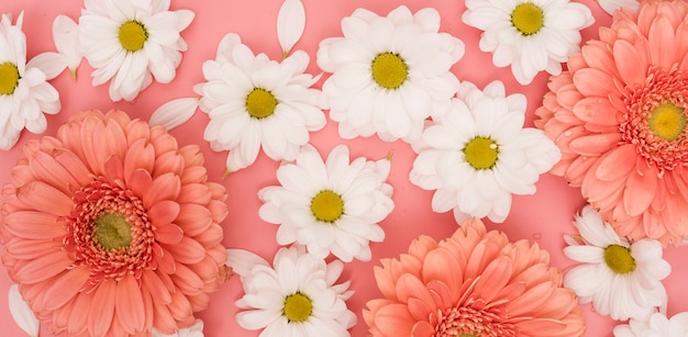 Free Photo top view gerbera and white daisies arrangement