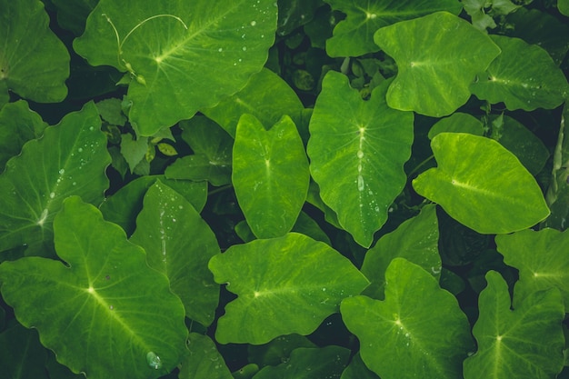 Free photo top view of green forest plants