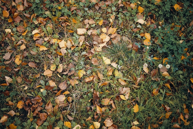 Top view of green grass covered with yellowish foliage in autumn. Horizontal shot of many colorful yellow and brown leaves lying on wet meadow. Fall, seasons, nature and environment concept