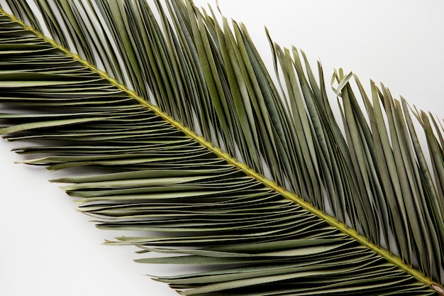 Free photo top view green leaf on white background