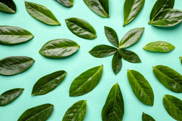 Free photo top view green leaves assortment