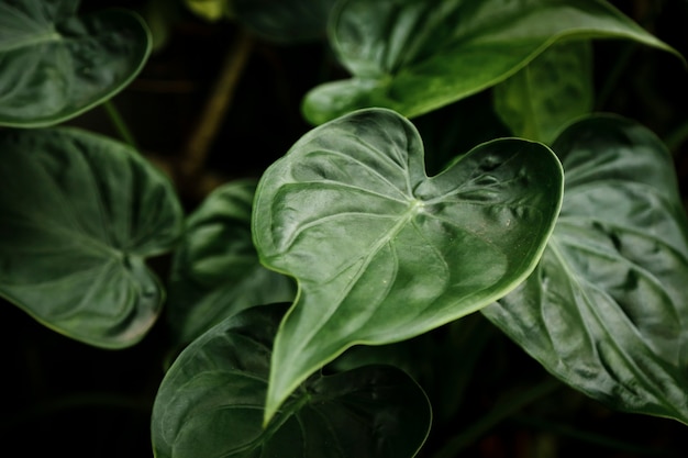 Top view green leaves with blurred background