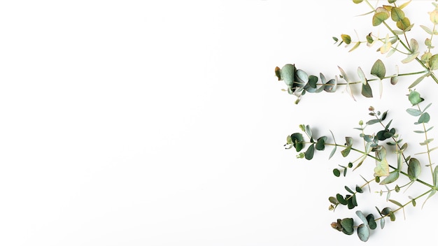 Top view of green leaves