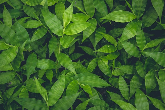 Free Photo top view of green plants growing background