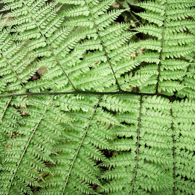 Free Photo top view green tropical leaves