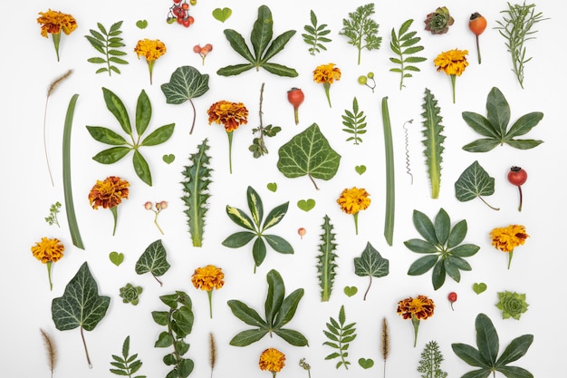 Top view group of green leaves and flowers