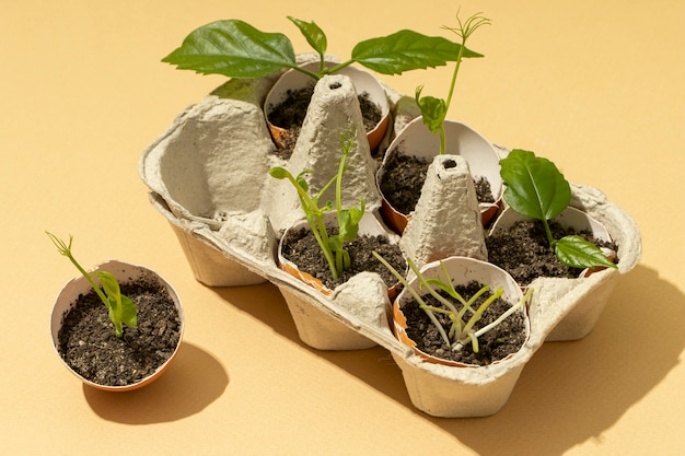 Top view of growing plants