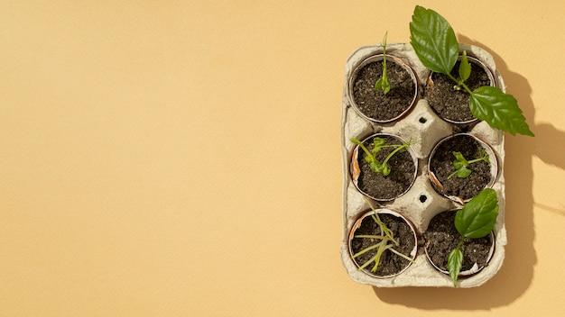 Top view of growing plants