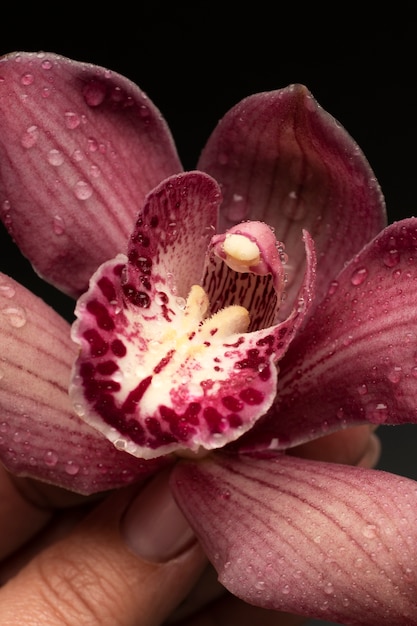 Free Photo top view hand holding orchid