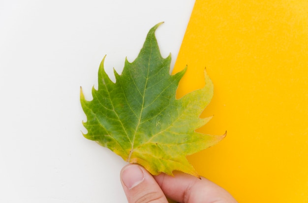 Top view hands holding autumn leaves