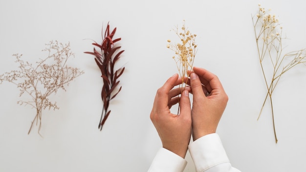 Free Photo top view hands holding dried plants